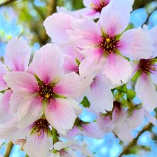 Схема вышивки «Вишня в цвету»