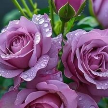 Оригинал схемы вышивки «Сиреневые розы» (№2948578)