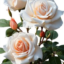 Схема вышивки «Кремовые розы»