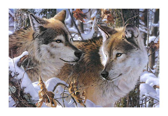 Этап процесса «Волки   автор acom63»