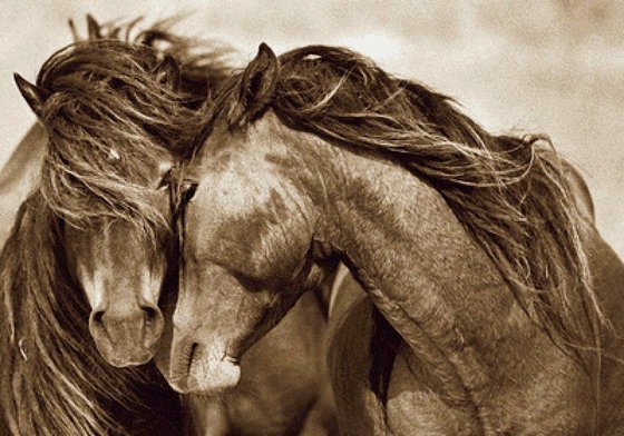 Этап процесса «Нежность»