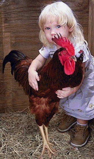 Этап процесса «Дівчинка і півень»