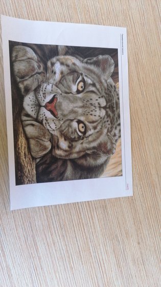 Этап процесса «Снежный леопард, автор martino3»