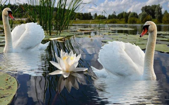 Этап процесса «Лебеди»