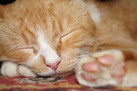 Медвежонок