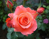 Очарованная