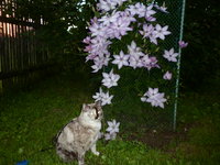 Иринкабалеринка