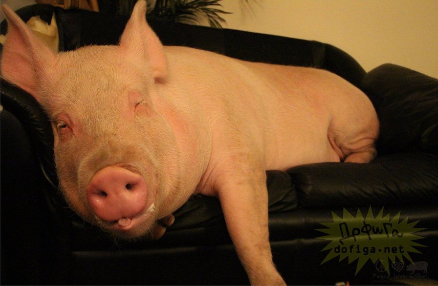 Свинка спинка. Смешные поросята. Свинья на диване. Сытая свинья.