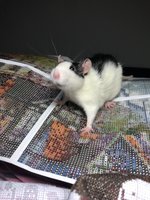 викулякросатуля