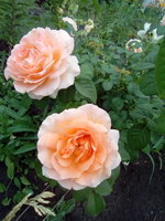 Марина26071962